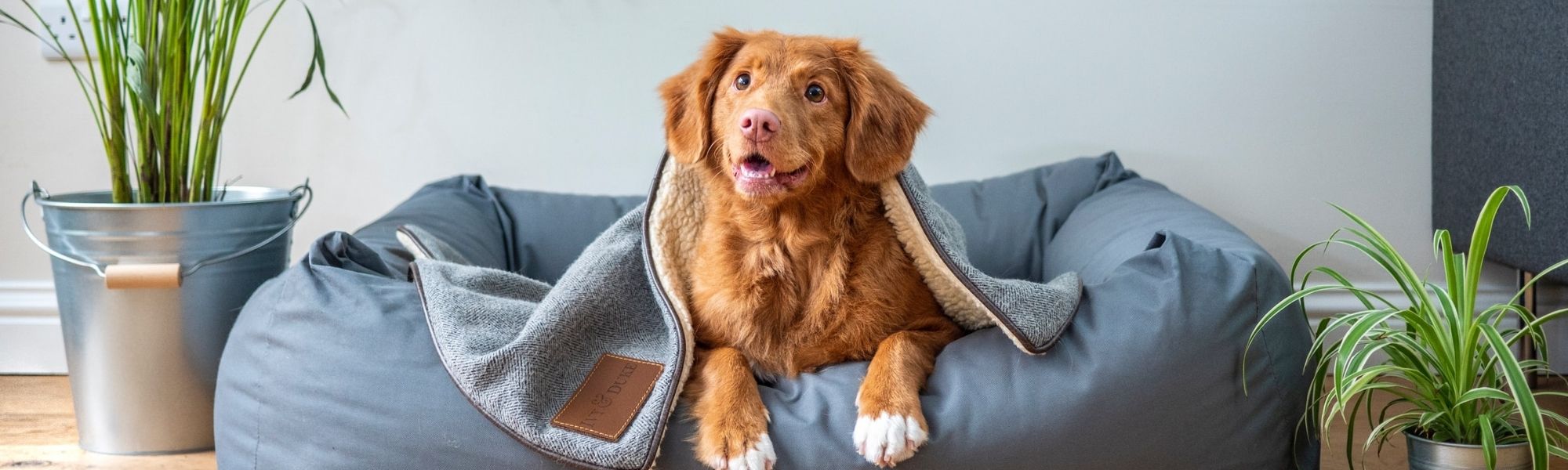 Dog on doggy bed